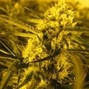 Channel + (Medical Seeds) feminized