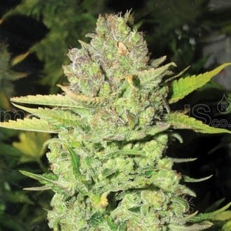 Devil Fruit (Medical Seeds) feminized