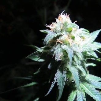 Devil Fruit (Medical Seeds) feminized