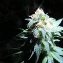 Devil Fruit (Medical Seeds) feminized