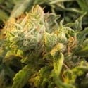 Devil Fruit (Medical Seeds) feminized