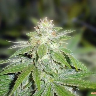 Devil Fruit (Medical Seeds) feminized