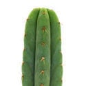 San Pedro (Echinopsis pachanoi)