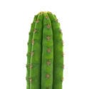 Peruvian Torch (Echinopsis peruviana)