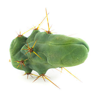 Boliviaanse Torch 'Monstrose' (Penis Plant)