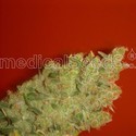 Jack La Mota (Medical Seeds) feminized