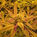 No Name (Medical Seeds) feminized