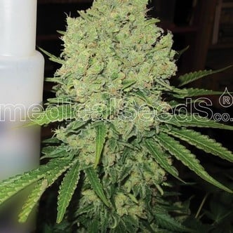 Prozack (Medical Seeds) feminized