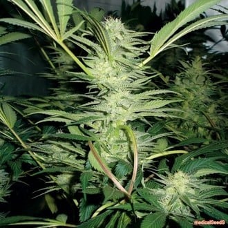 White Widow (Medical Seeds) feminized