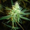 1024 (Medical Seeds) feminized