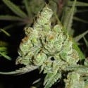 1024 (Medical Seeds) feminized