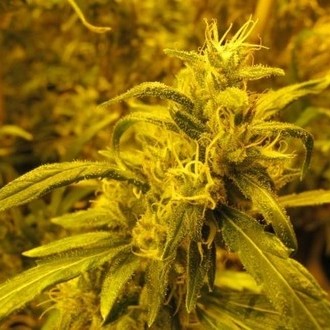 2046 (Medical Seeds) feminized