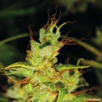 Bluehell (Medical Seeds)