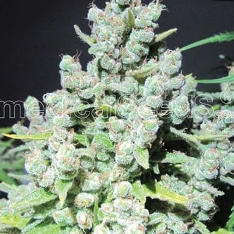 Malakoff (Medical Seeds) feminized