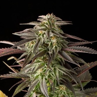 Blue Cheese (Dinafem) feminized