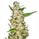 Skunk 1 Automatic (Sensi Seeds) feminized