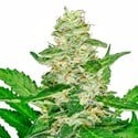 Super Skunk Automatic (Sensi Seeds) feminized