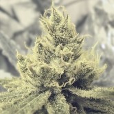 Y Griega (Medical Seeds) feminized