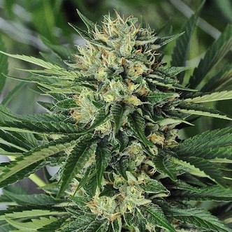 Dr. Greenthumbs Em-Dog (Humboldt Seeds) feminized