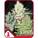 Collection 4 (Medical Seeds) feminized