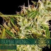 Super Skunk Autoflowering (Vision Seeds) feminized