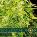 White Widow Autoflowering (Vision Seeds) feminized