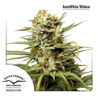 Auto White Widow (Dutch Passion) feminized