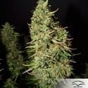 Blue Auto Mazar (Dutch Passion) feminized