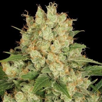 AK-47 (Serious Seeds)