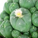 Peyote met Pups (Lophophora williamsii)