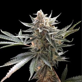 Tangie (Reserva Privada) feminized