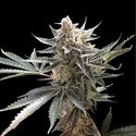 Tangie (Reserva Privada) feminized