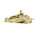 Witte Lotus (20 gram)