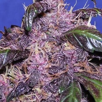 Auto Purple (Original Sensible) feminized