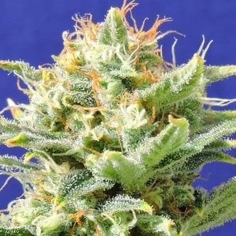 Auto Skunk (Original Sensible Seeds) feminized