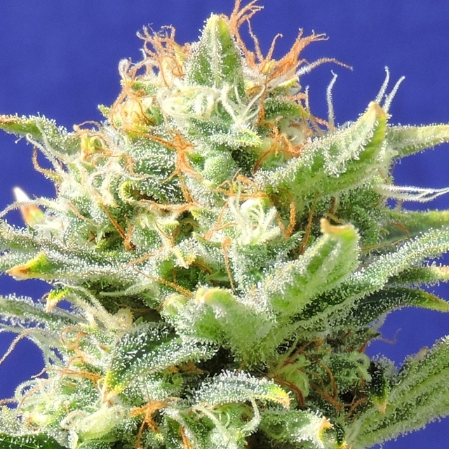 Auto Skunk | Original Sensible | Cannabiszaden