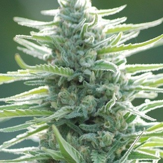 Pure Africa (Original Sensible) feminized