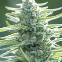 Pure Africa (Original Sensible) feminized