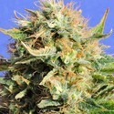 Chronic Lights (Original Sensible) feminized