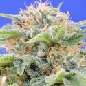 Black Gum (Original Sensible) feminized