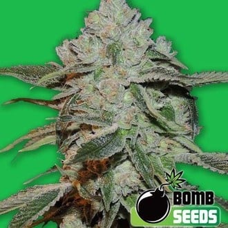 Atomic (Bomb Seeds) feminized