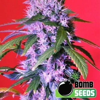 Berry Bomb (Bomb Seeds) feminized