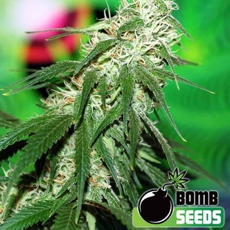 Buzz Bomb (Bomb Seeds) feminized