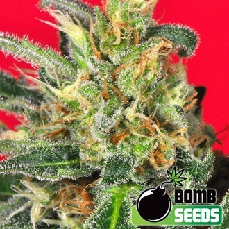 Cluster Bomb (Bomb Seeds) feminized