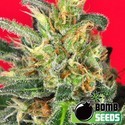 Cluster Bomb (Bomb Seeds) feminized