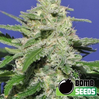 Widow Bomb (Bomb Seeds) feminized