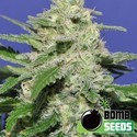 Widow Bomb (Bomb Seeds) feminized