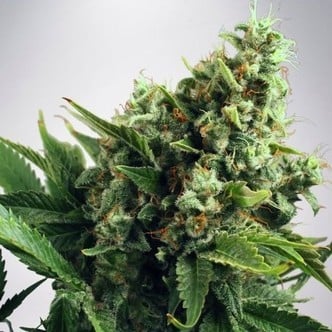 Auto White Widow (Ministry of Cannabis) feminized