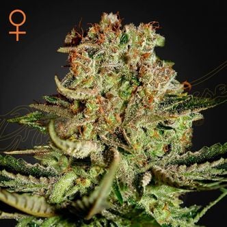 Super Critical (Greenhouse Seeds) feminized