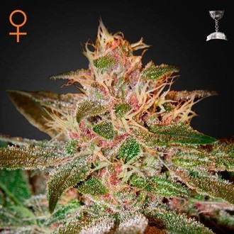 Pure Kush (Greenhouse Seeds) feminized